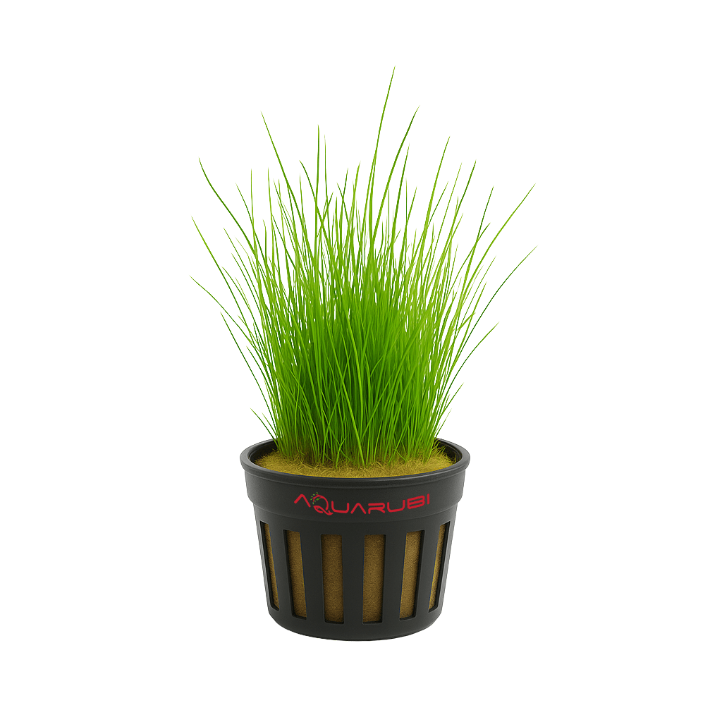 Eleocharis Parvula Mini