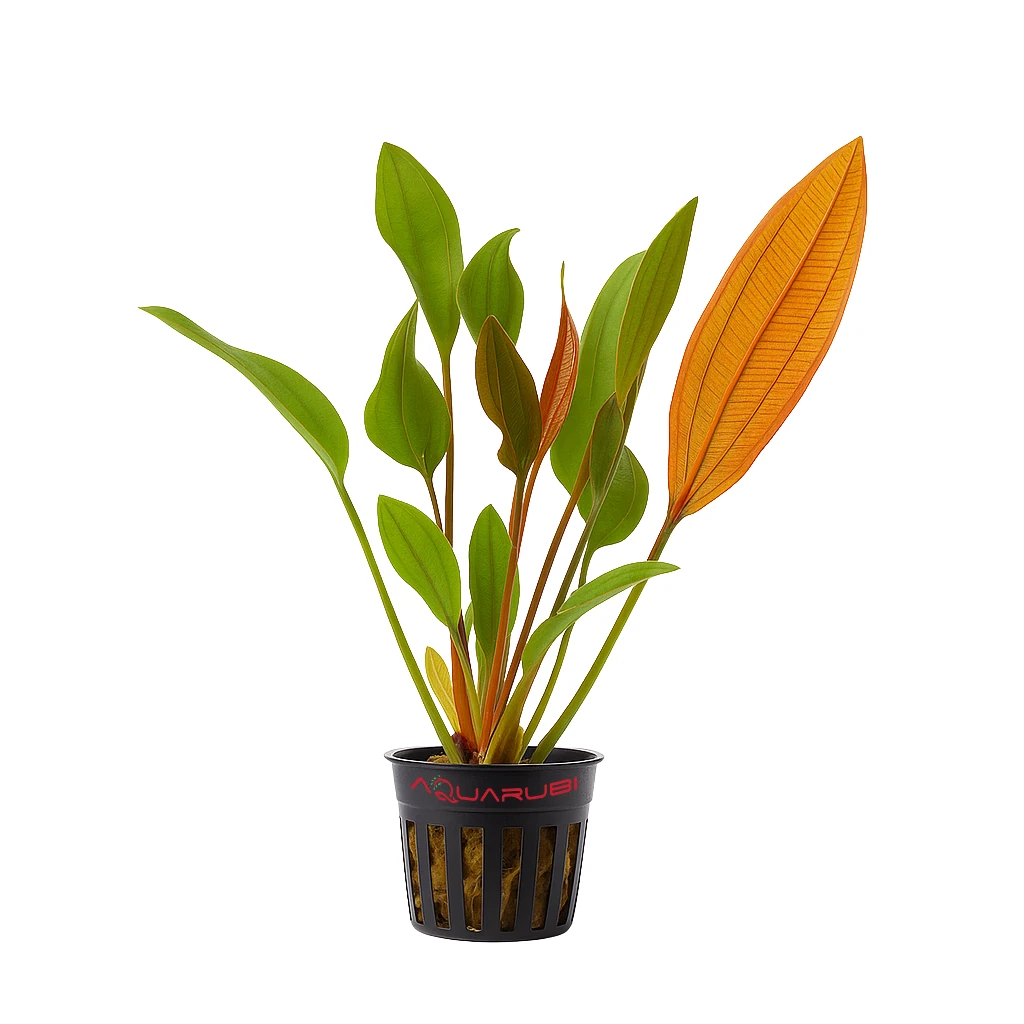 Echinodorus Red Diamond