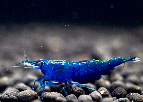 Mavi Melek 1-1,2cm 10'lu koloni
