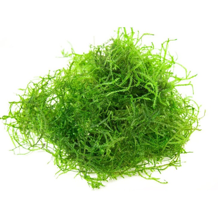Vesicularia Dubyana 'Java Moss'