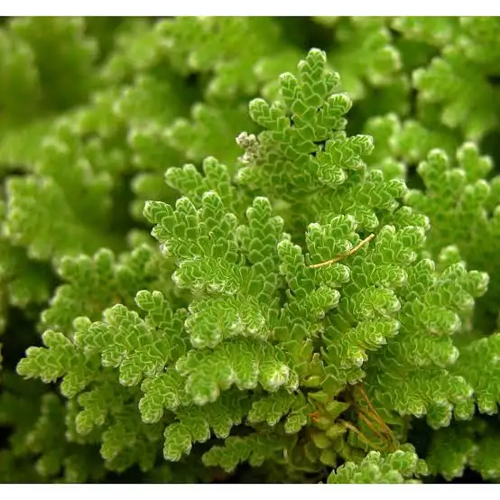 Azolla Filiculoides (porsiyon)