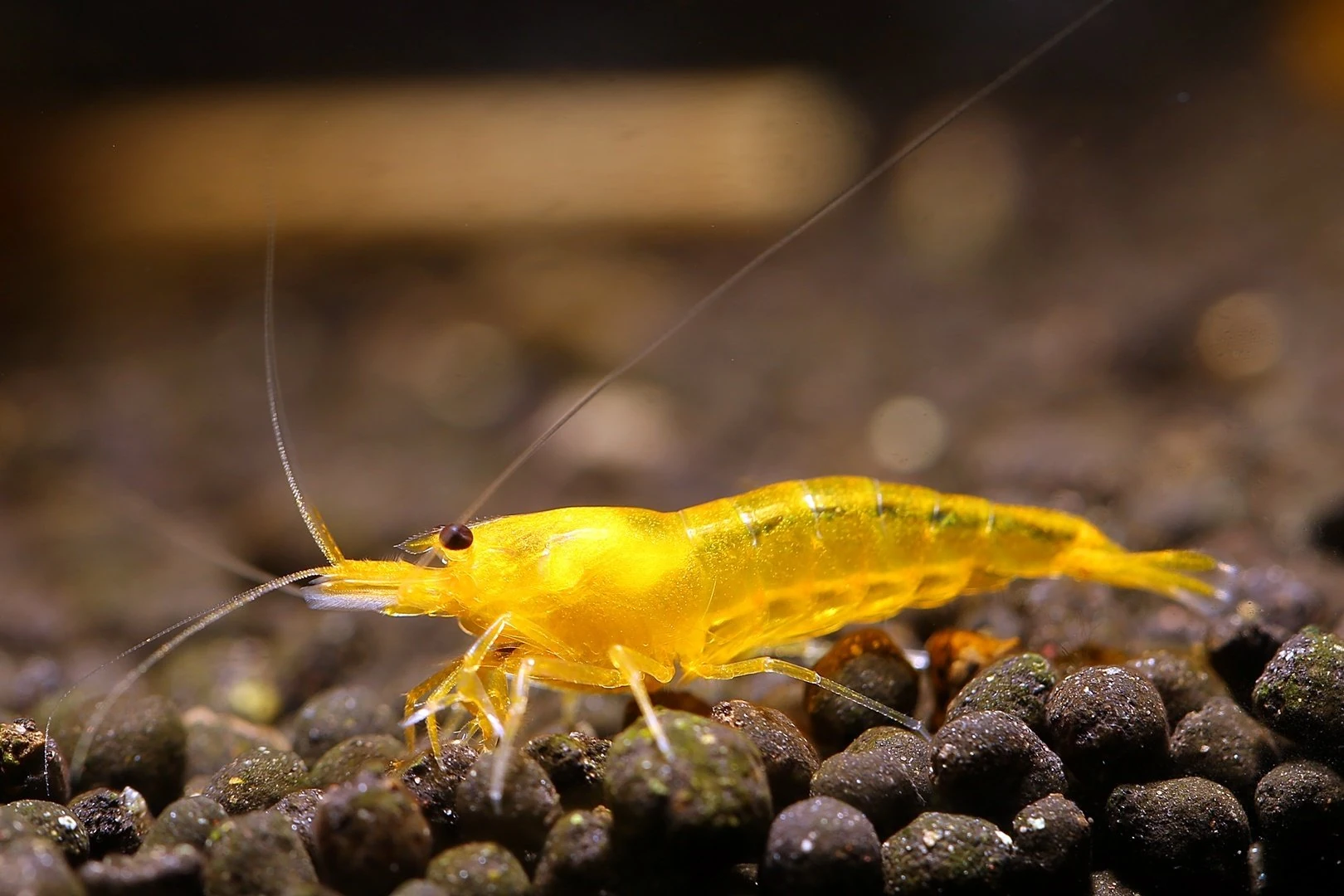 Taiwan Bee Yellow Kingkong Shrimp