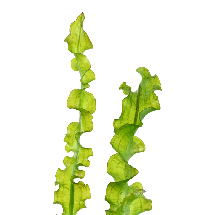 Aponogeton Capuronii