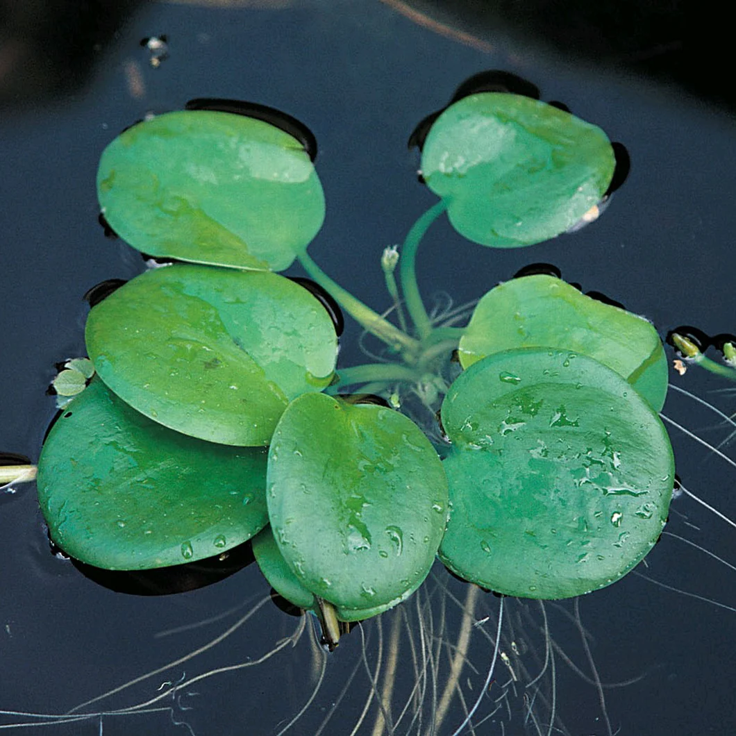 Limnobium Laevigatum (Frogbit)