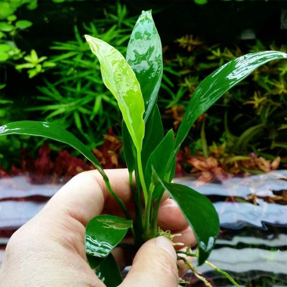 Anubias Congensis Mini