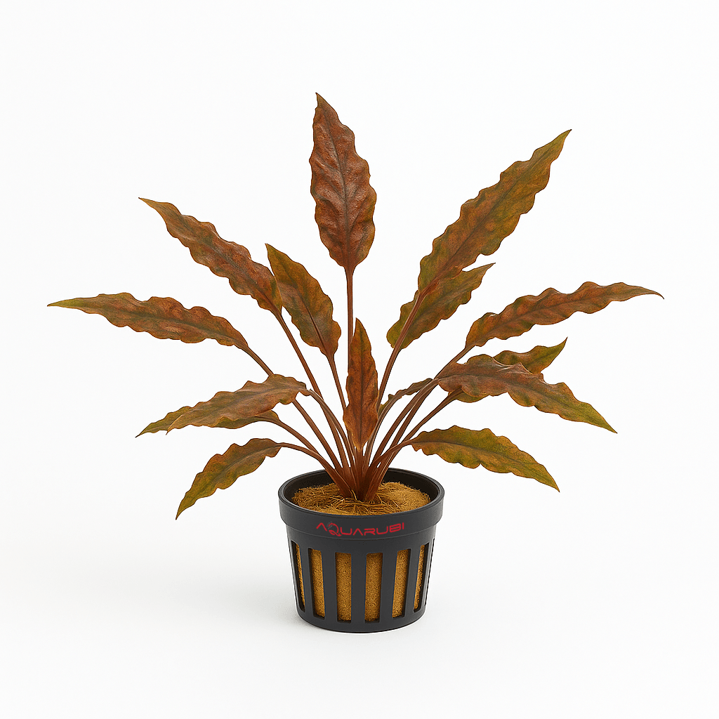Cryptocoryne Wendtii 'Mi Oya'