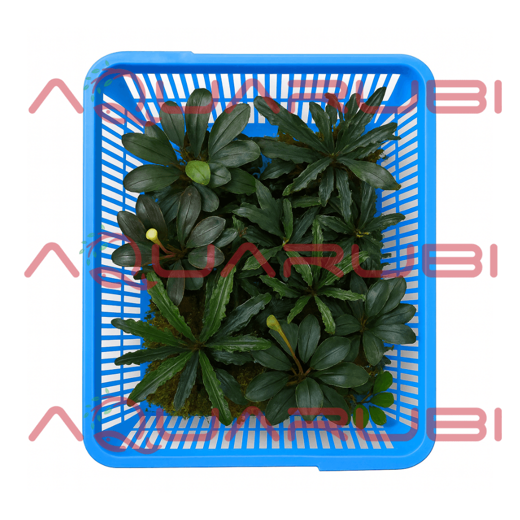 Bucephalandra Paketi (L)