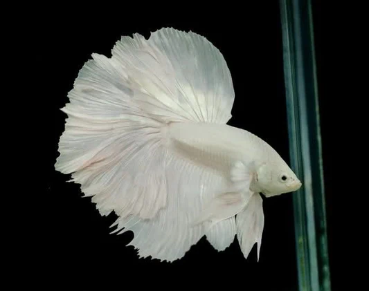 Halfmoon Betta White