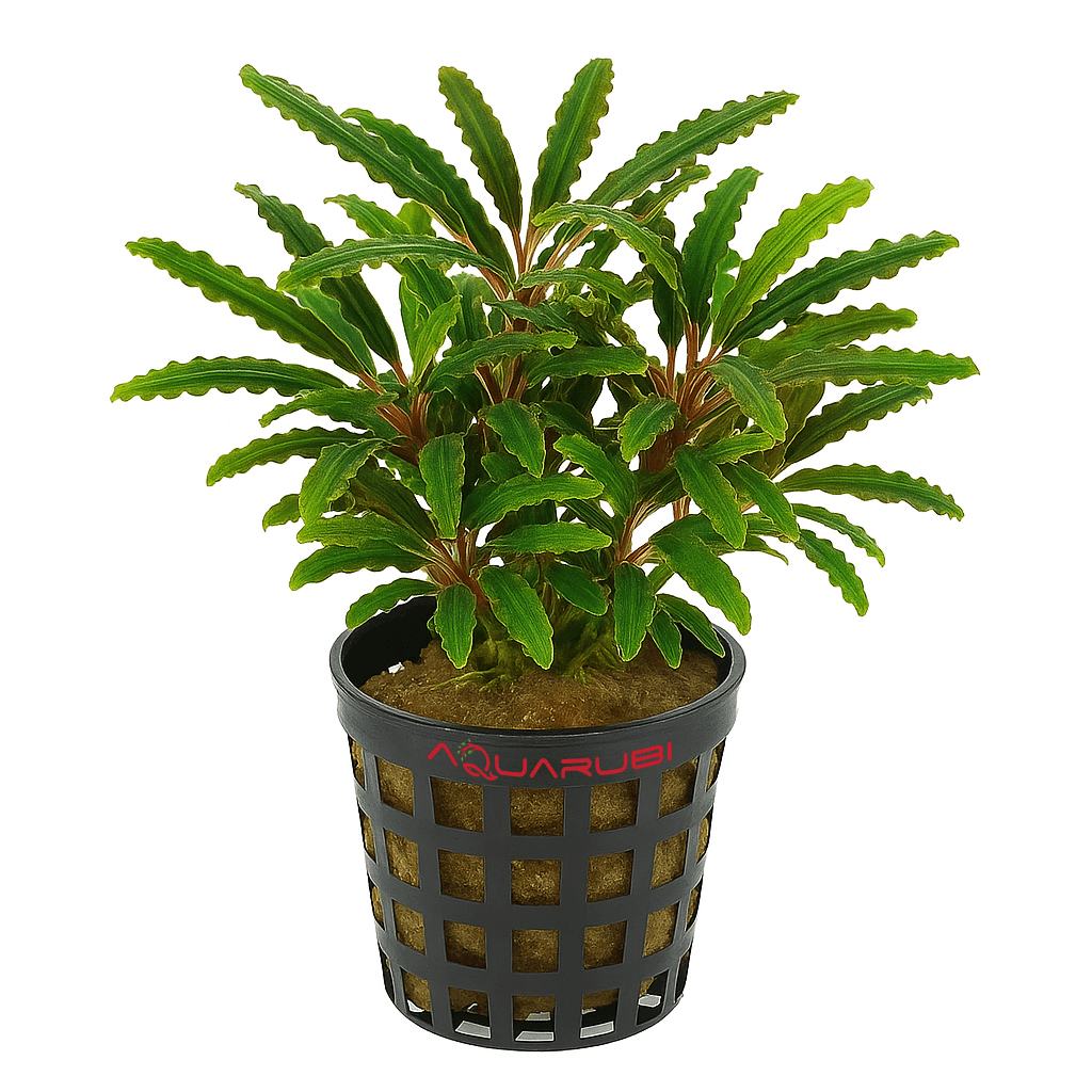 Bucephalandra Velvet
