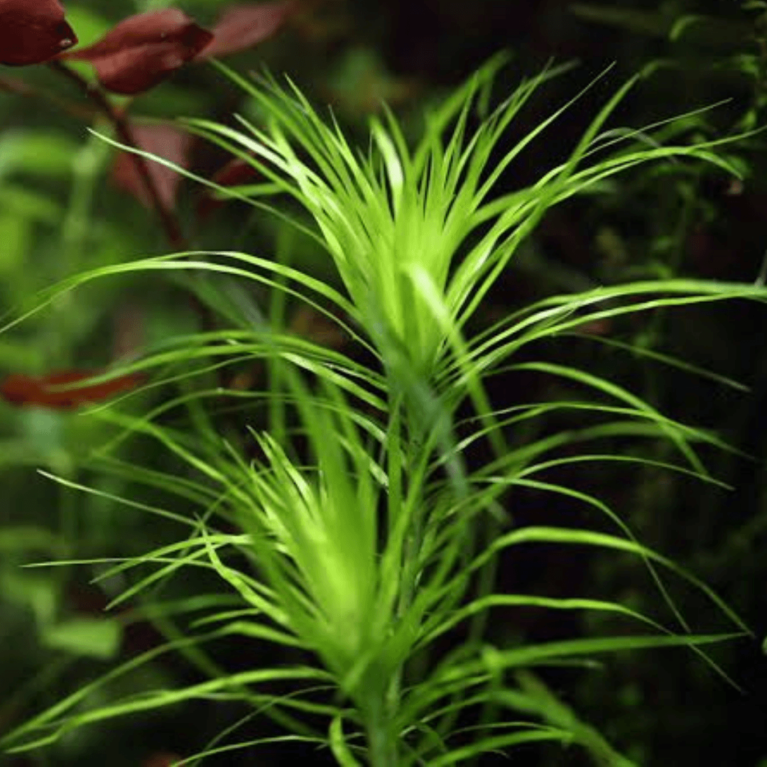 Syngonanthus Meta