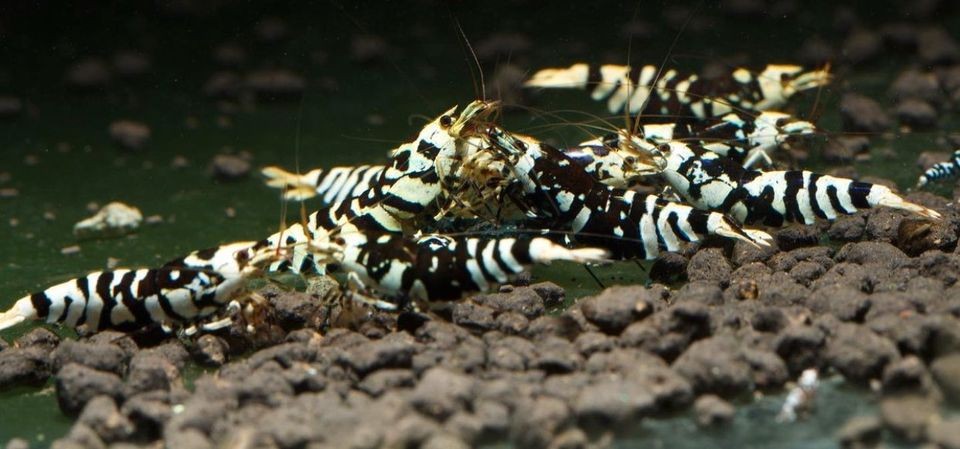 Black Fancy Tiger SS/SS+ 1-1,2cm