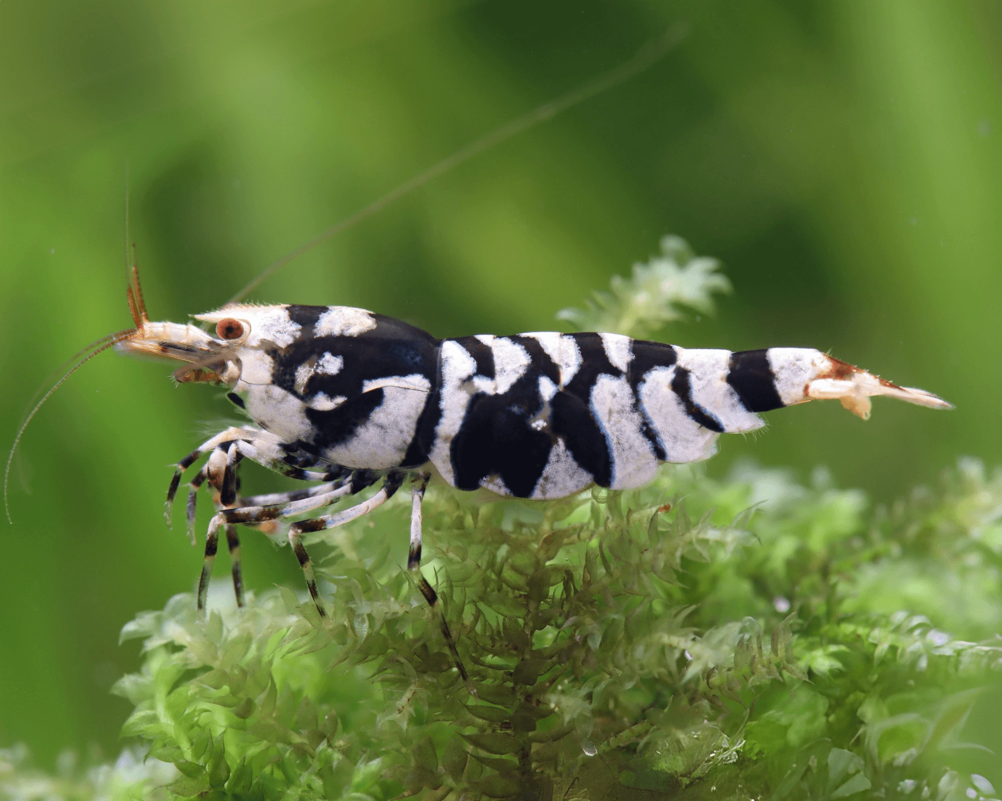 Black Fancy Tiger SS/SS+ 1-1,2cm