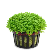 Hemianthus