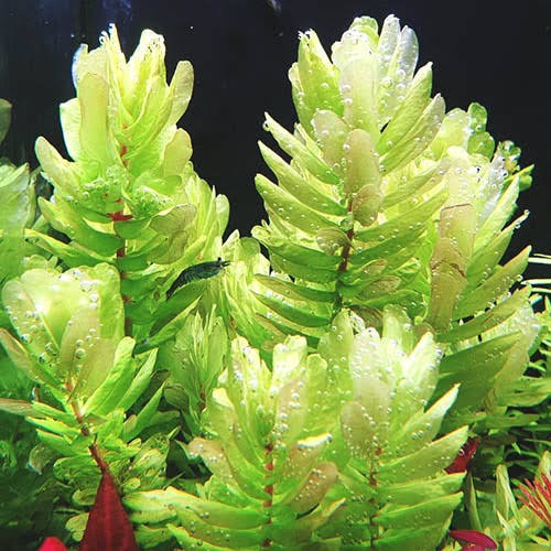 Rotala Sahyadrica