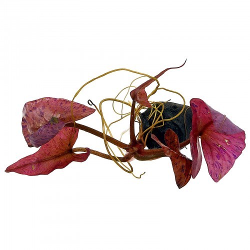 Nymphaea Rubra Bulb (lotus)