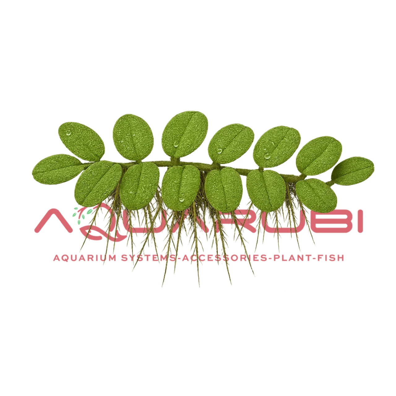 Salvinia Natans Porsiyon