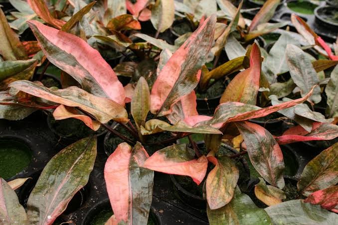 Cryptocoryne Florida Sunset
