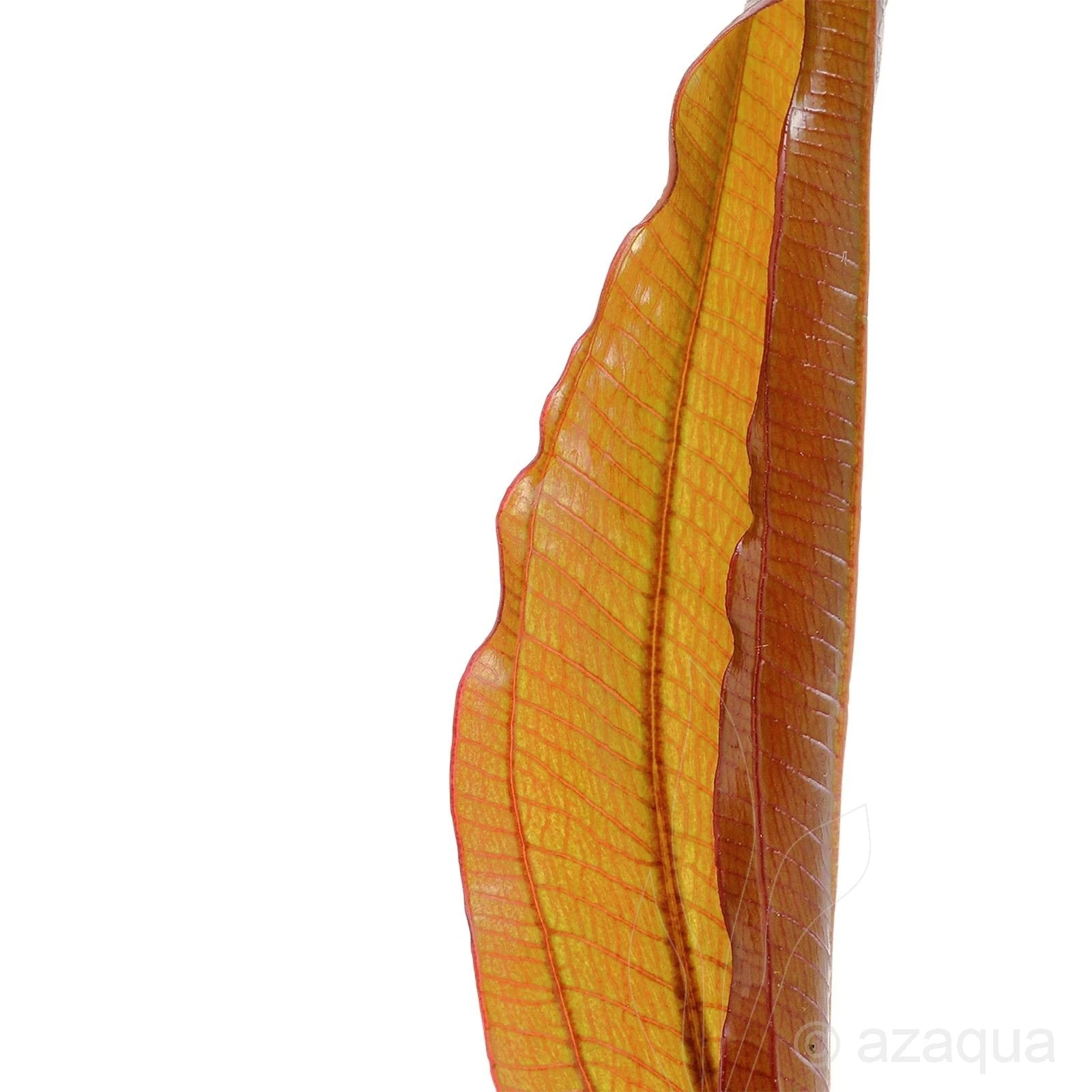 Echinodorus Red Diamond