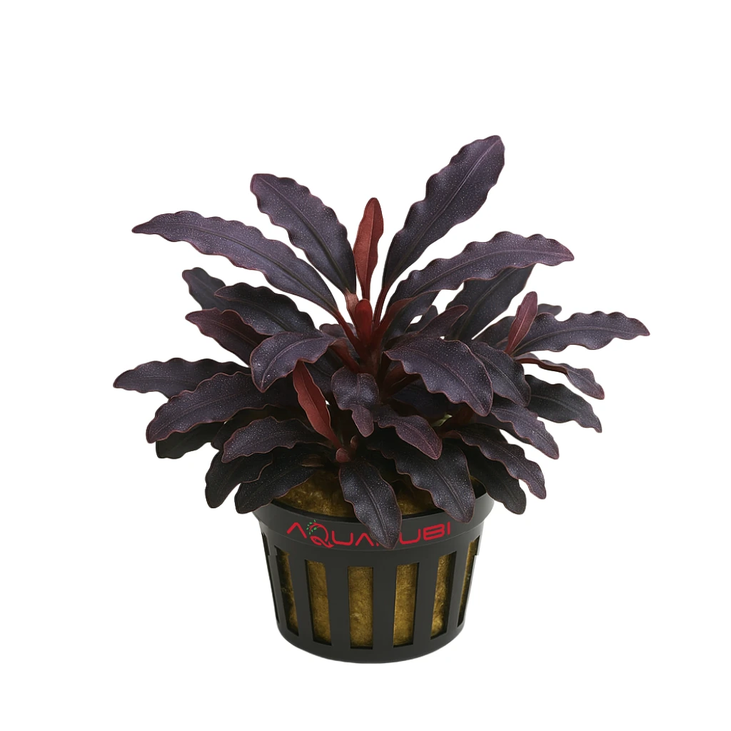 Bucephalandra Brownie Purple 