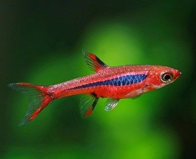 Sivrisinek Rasbora 1,5-2cm ( 10 Adet )