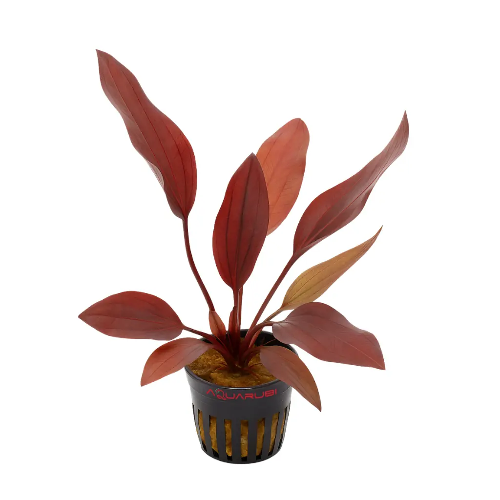 Echinodorus Aflame ‘APC’