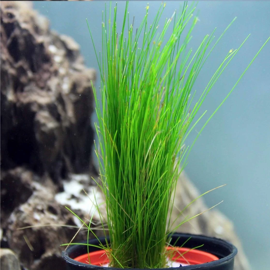 Eleocharis Vivipara