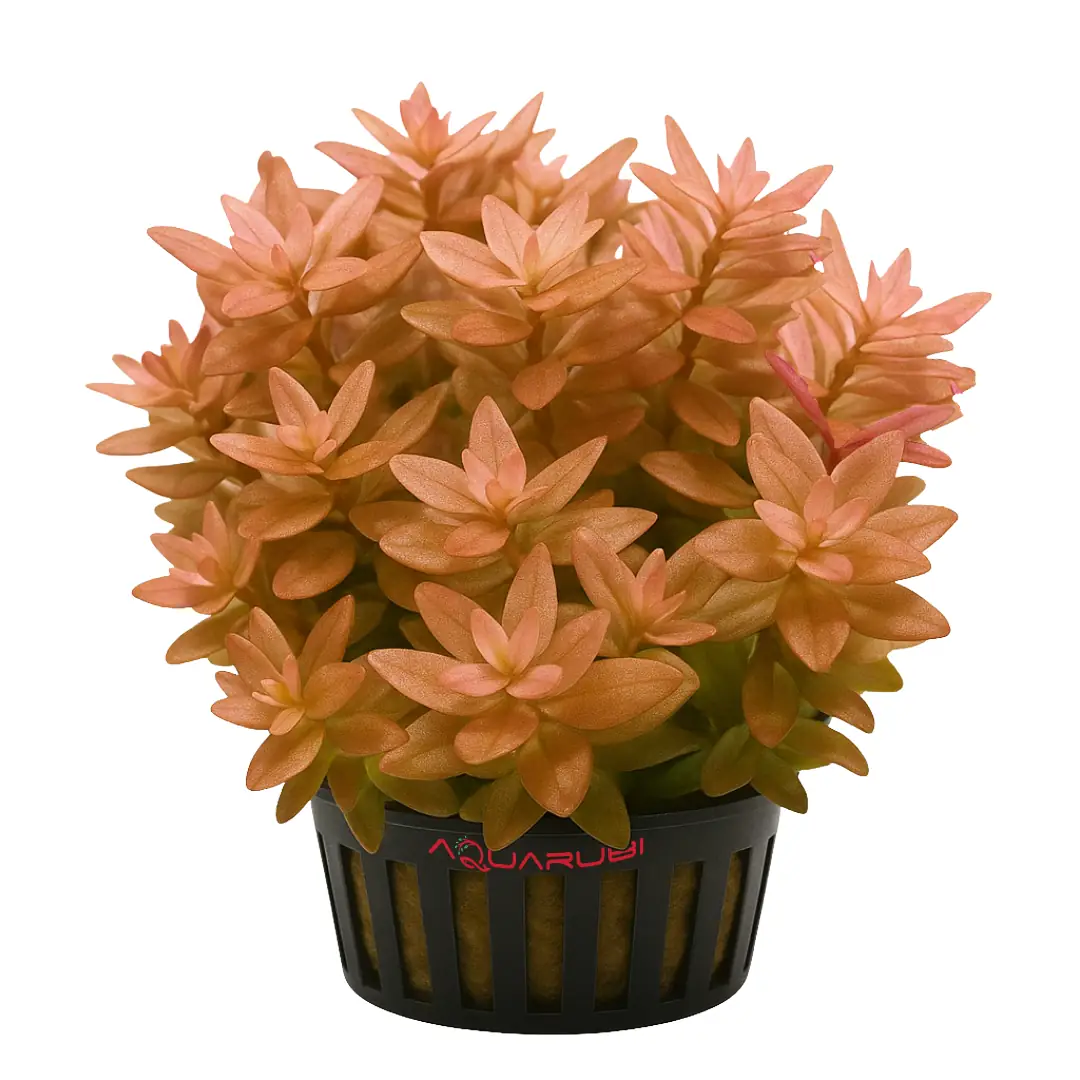 Bacopa Colorata