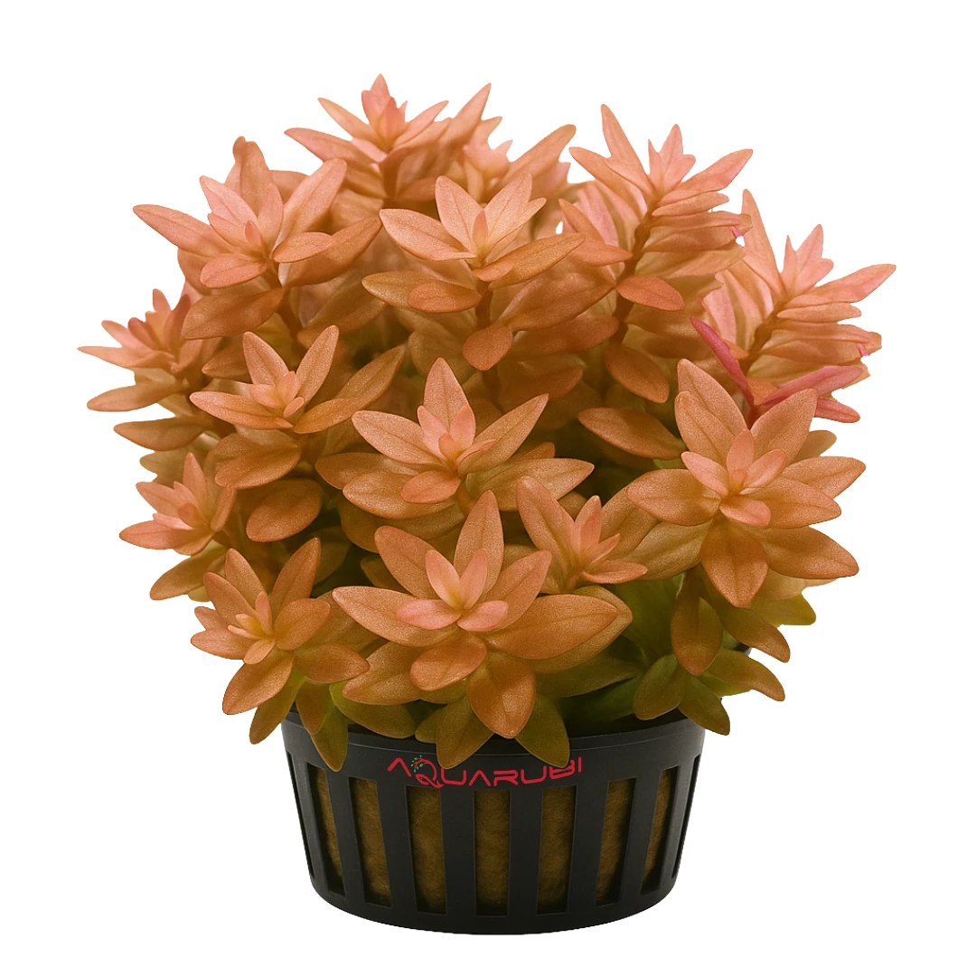 Homalomena Sp. Red