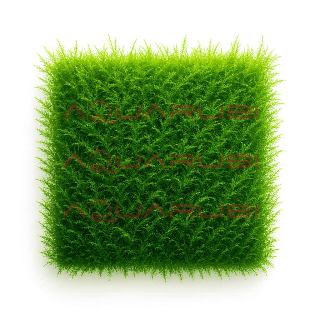 Stringy Moss (Leptodictyum Riparium)