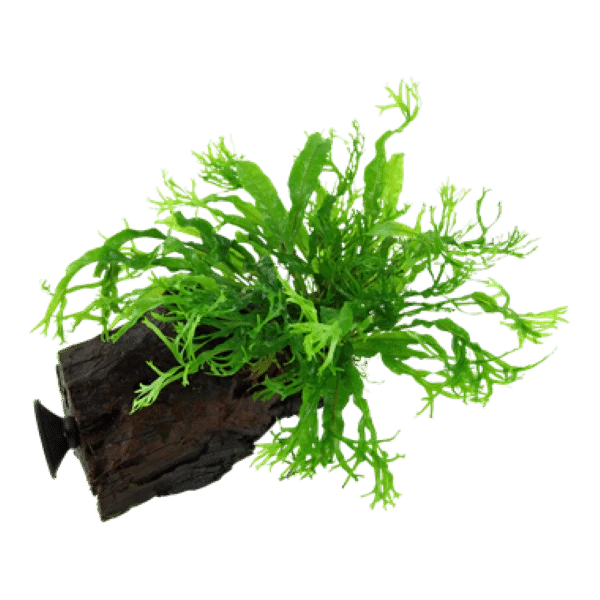 Microsorium Pteropus Windelow Bağ