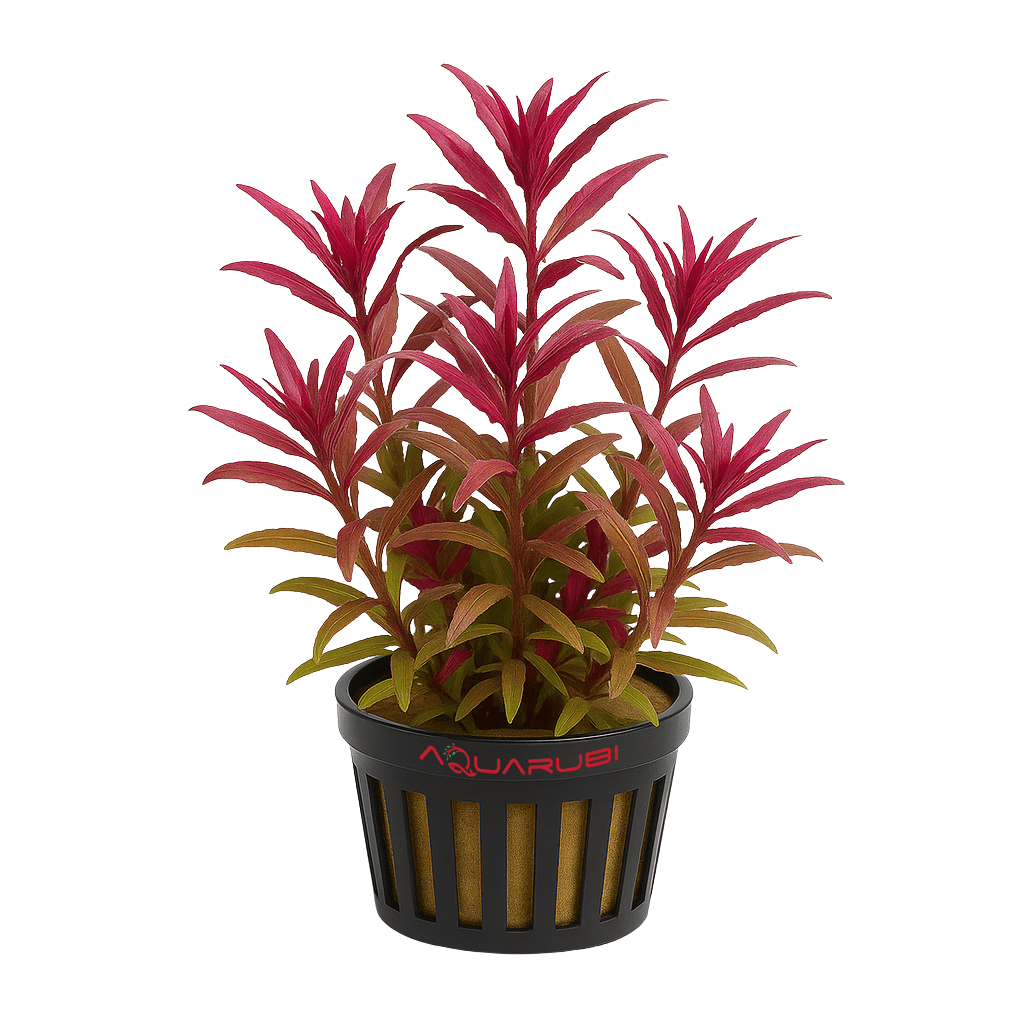 Limnophila Aromatica Red Belem