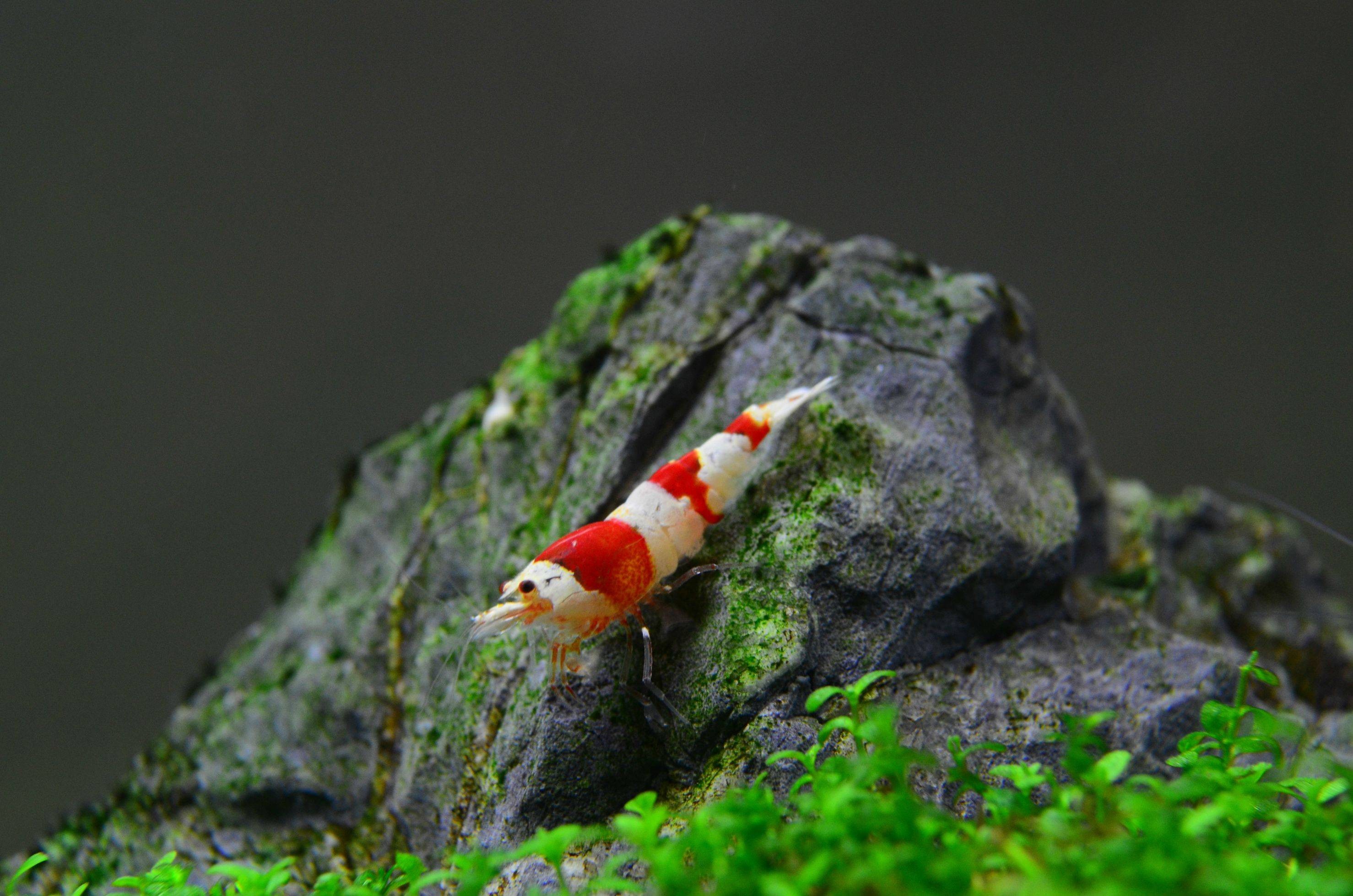 Red Crystal Shrimp 0,8-1,2cm (10 Adet)
