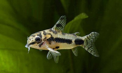 Corydoras Habrosus 2-2,5cm