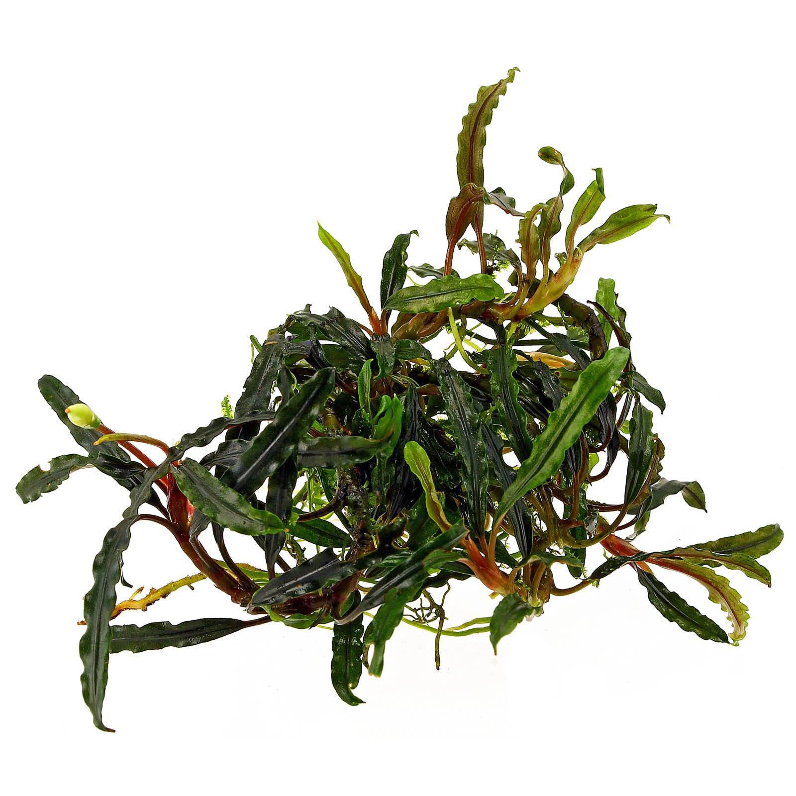 Bucephalandra Velvet
