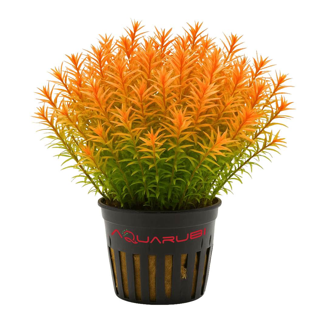 Rotala Rotundifolia 'Orange Juice'