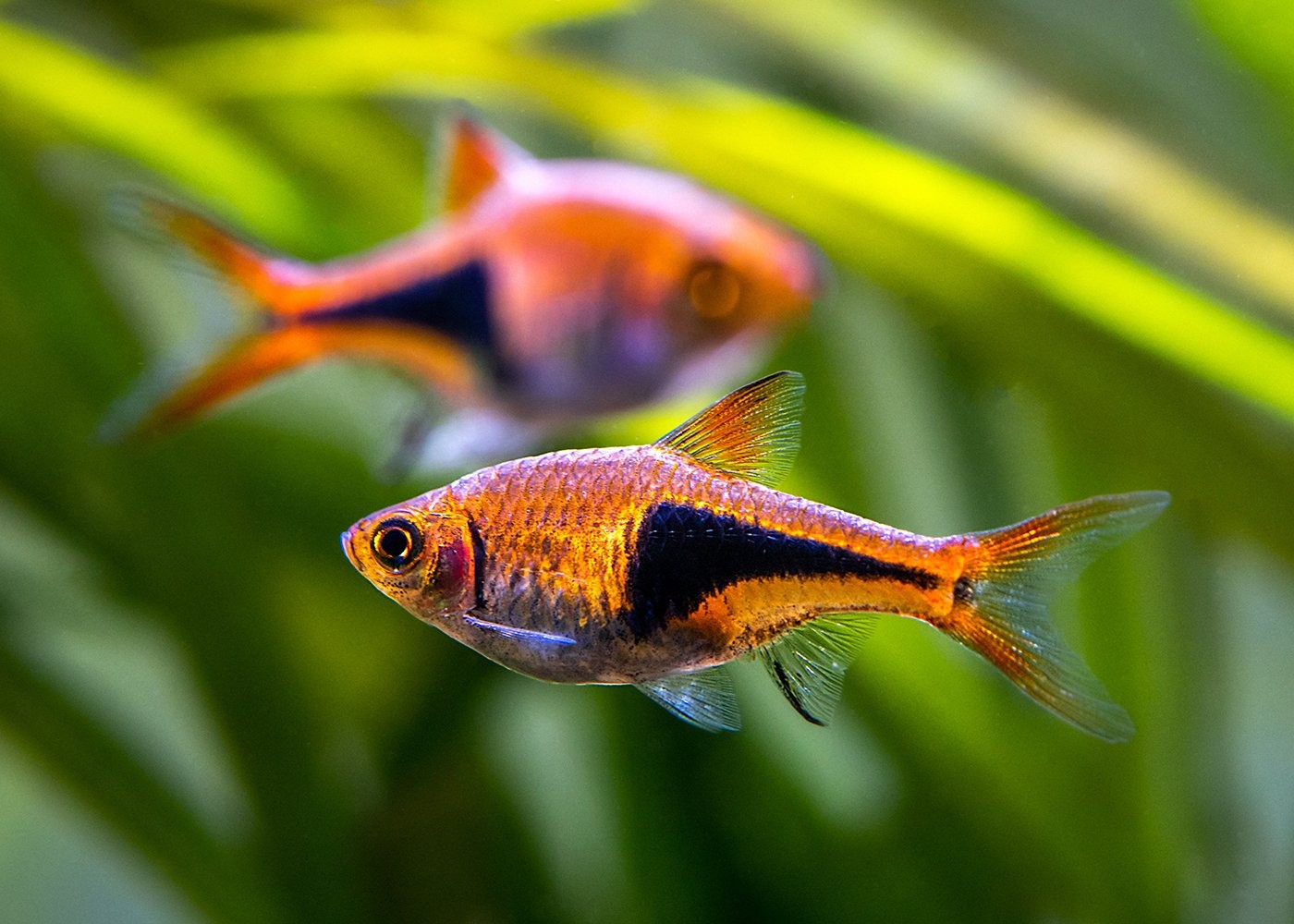 Harlequin Rasbora (10 Adet)