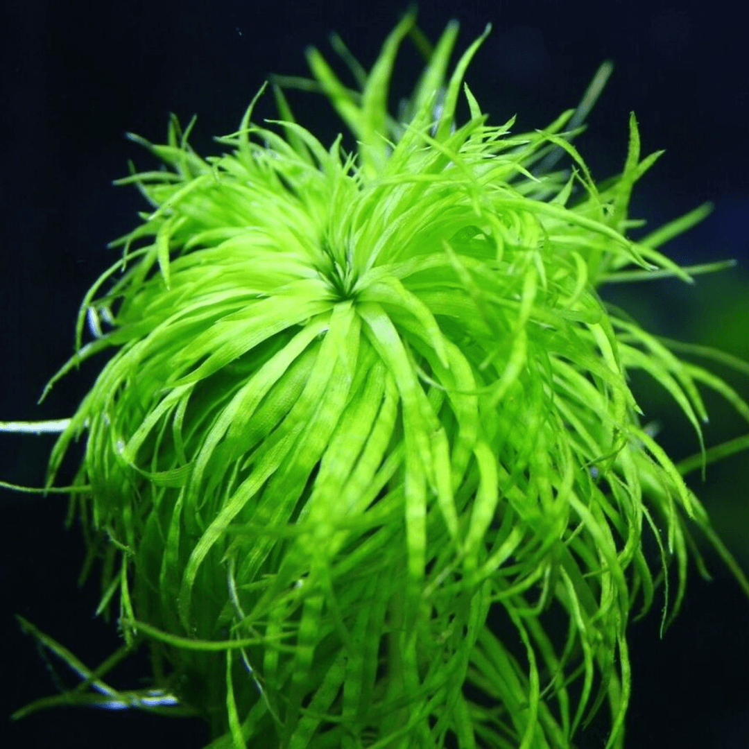 Syngonanthus Belem