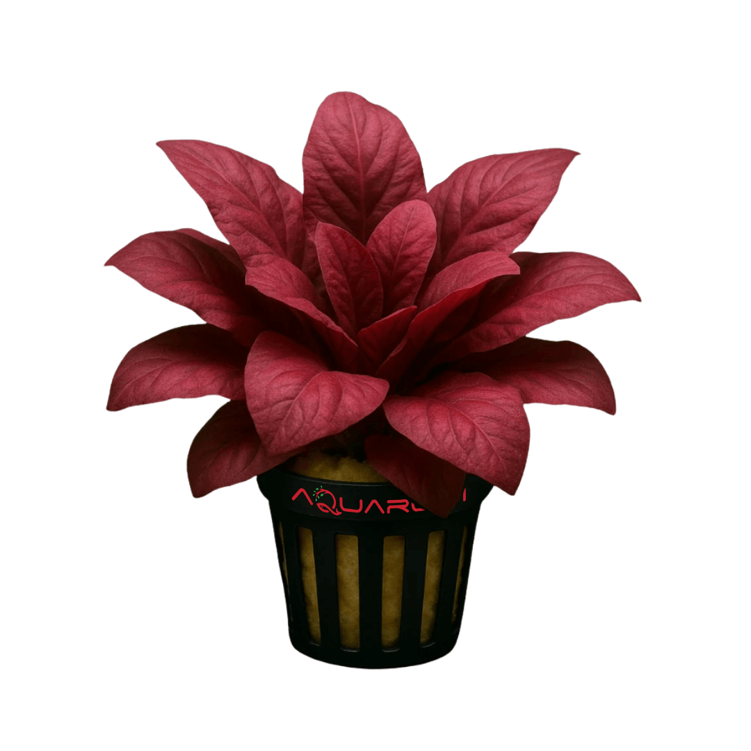 Samolus Parviflorus Red