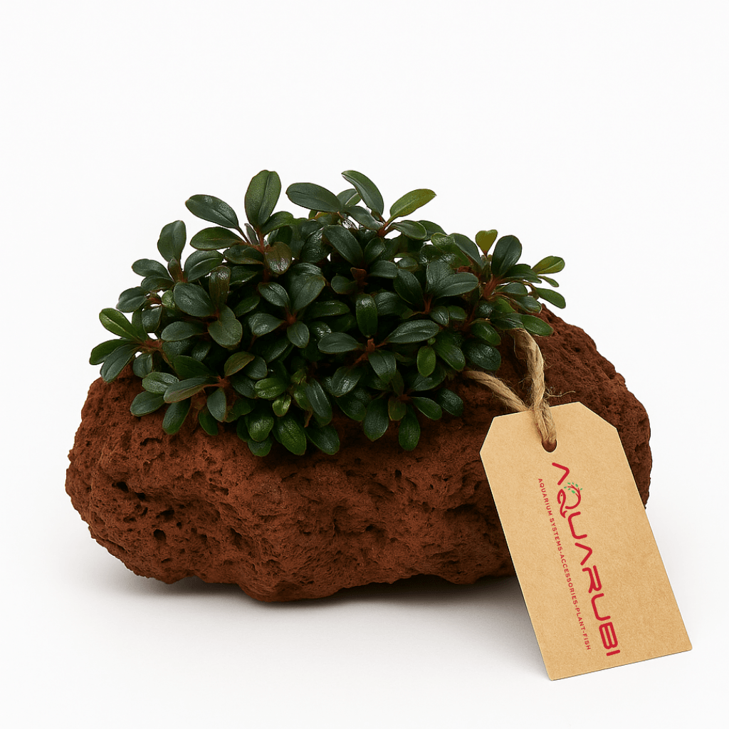 Bucephalandra on mini stone
