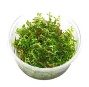 Rotala
