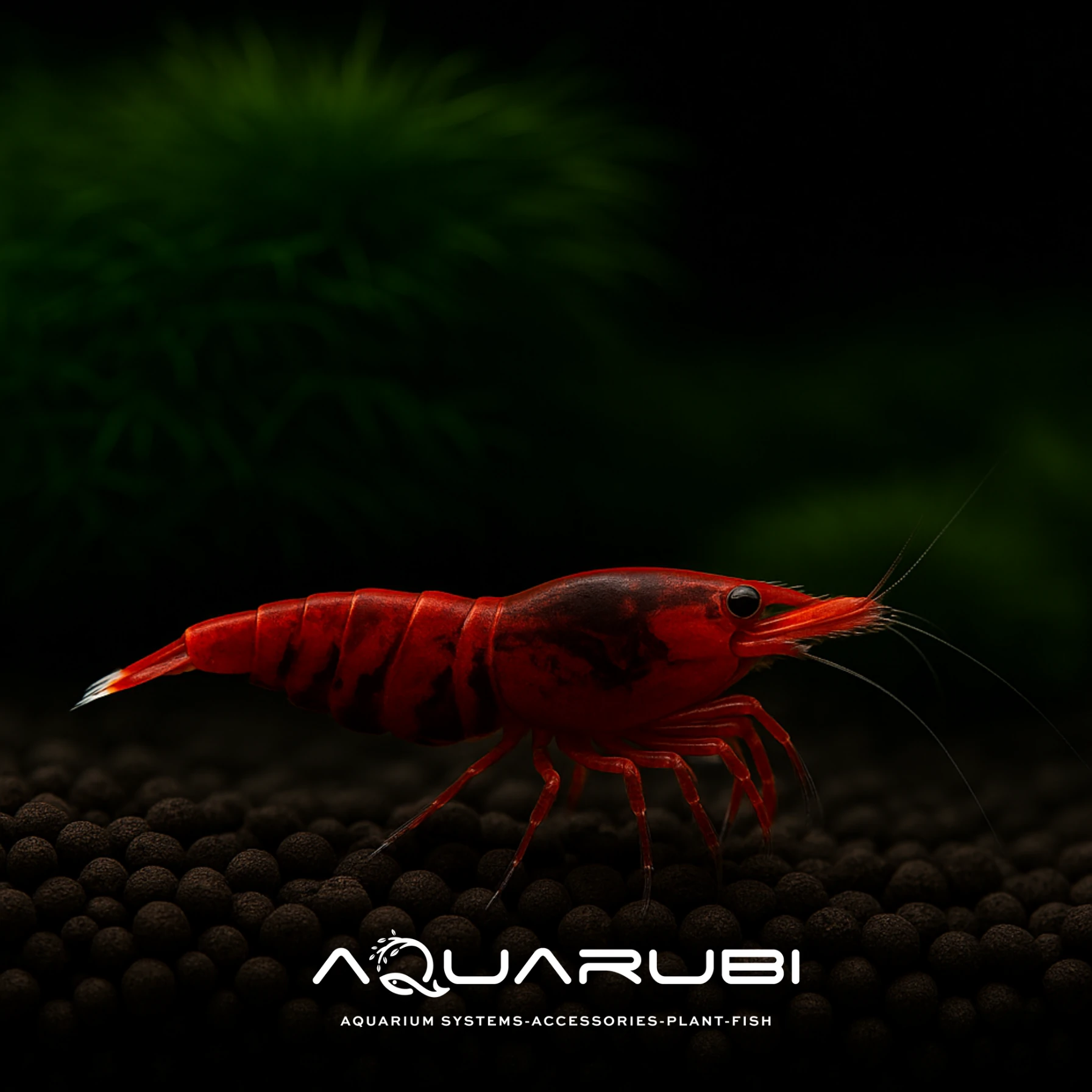 Taiwan Bee Red Extreme 1-1,2 cm