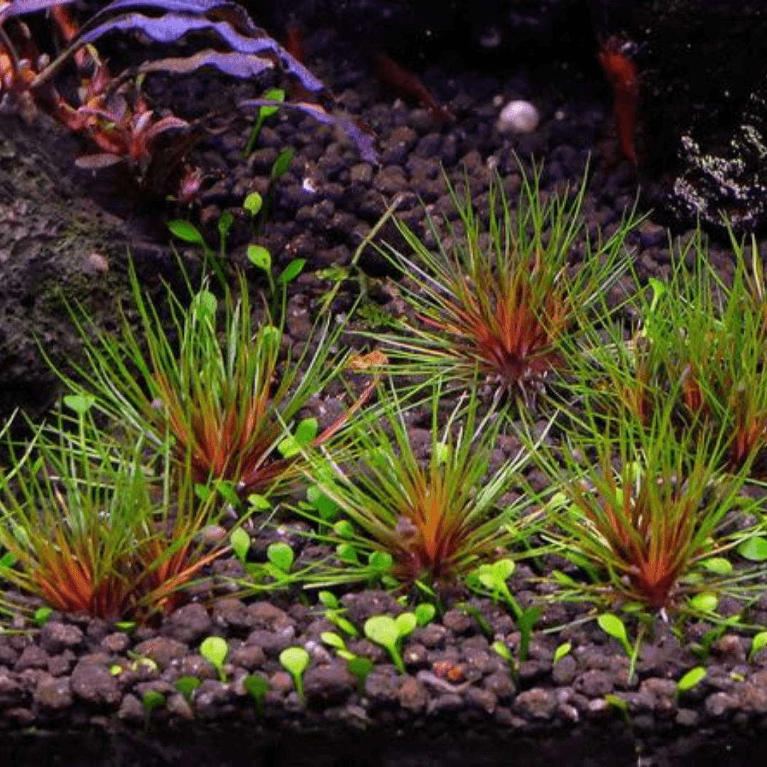 Eriocaulon Blood Vomit