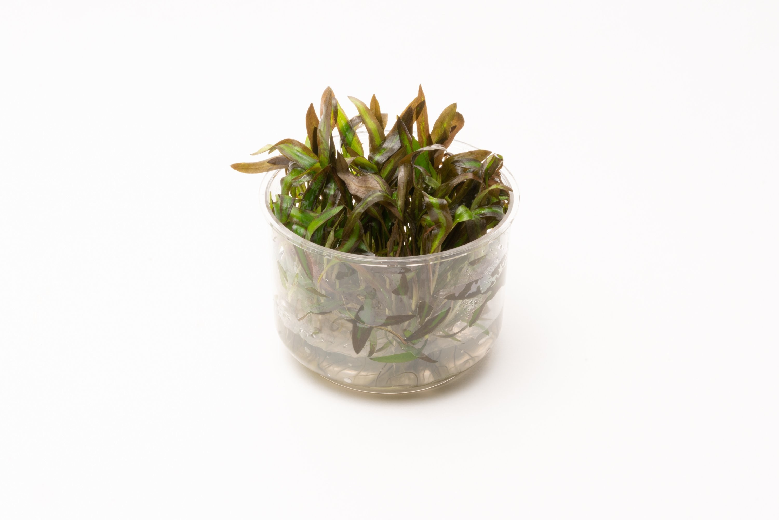 Cryptocoryne Bullosa Vitro