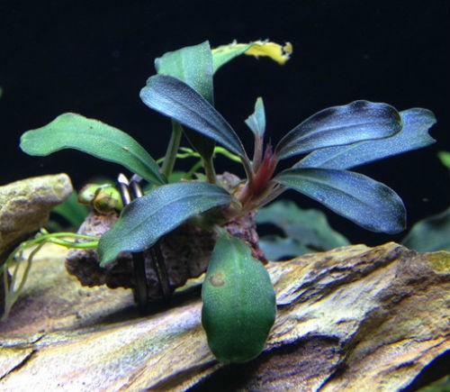 Bucephalandra Brownie Blue