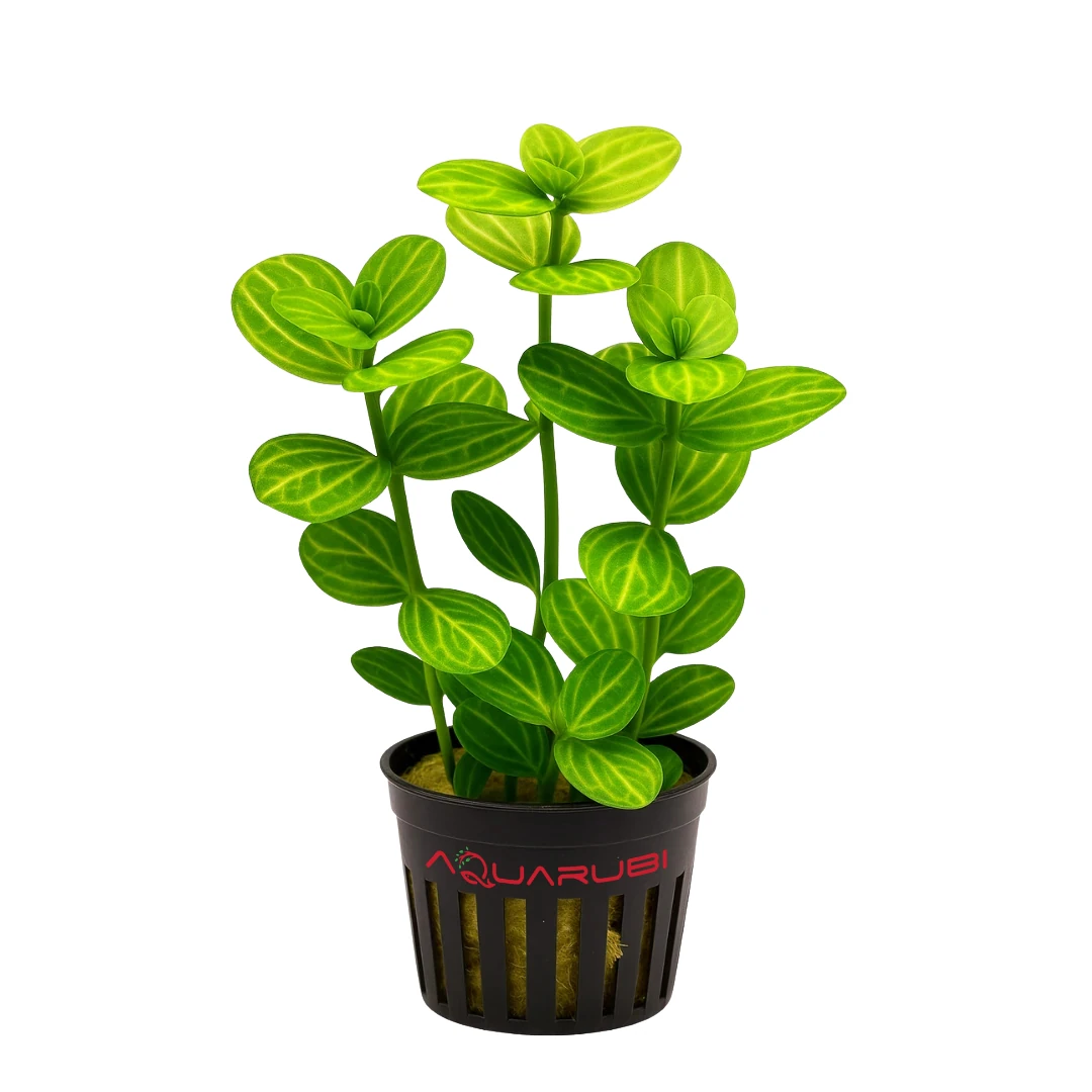 Bucephalandra on Wood 15-20cm