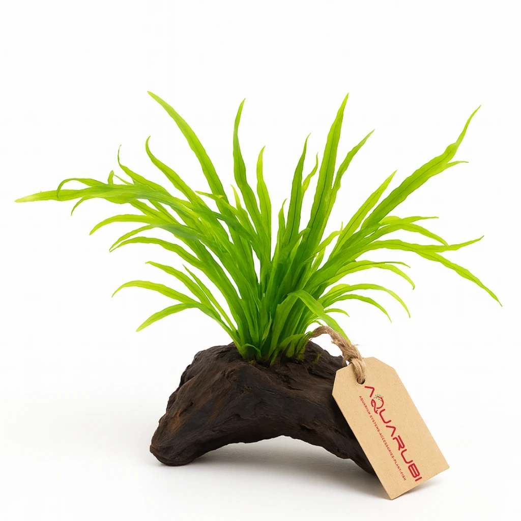 Microsorium Pteropus Trident Mini On Wood