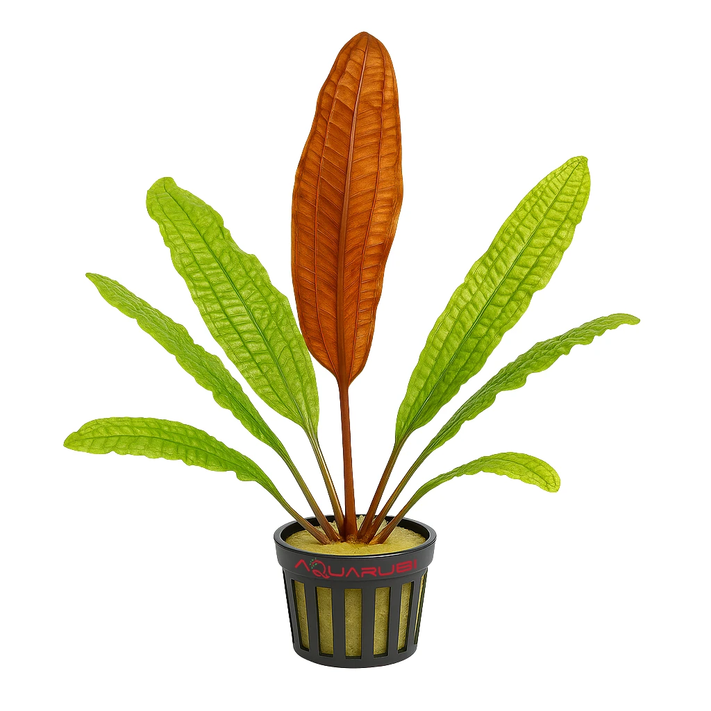 Aponogeton Boivinianus