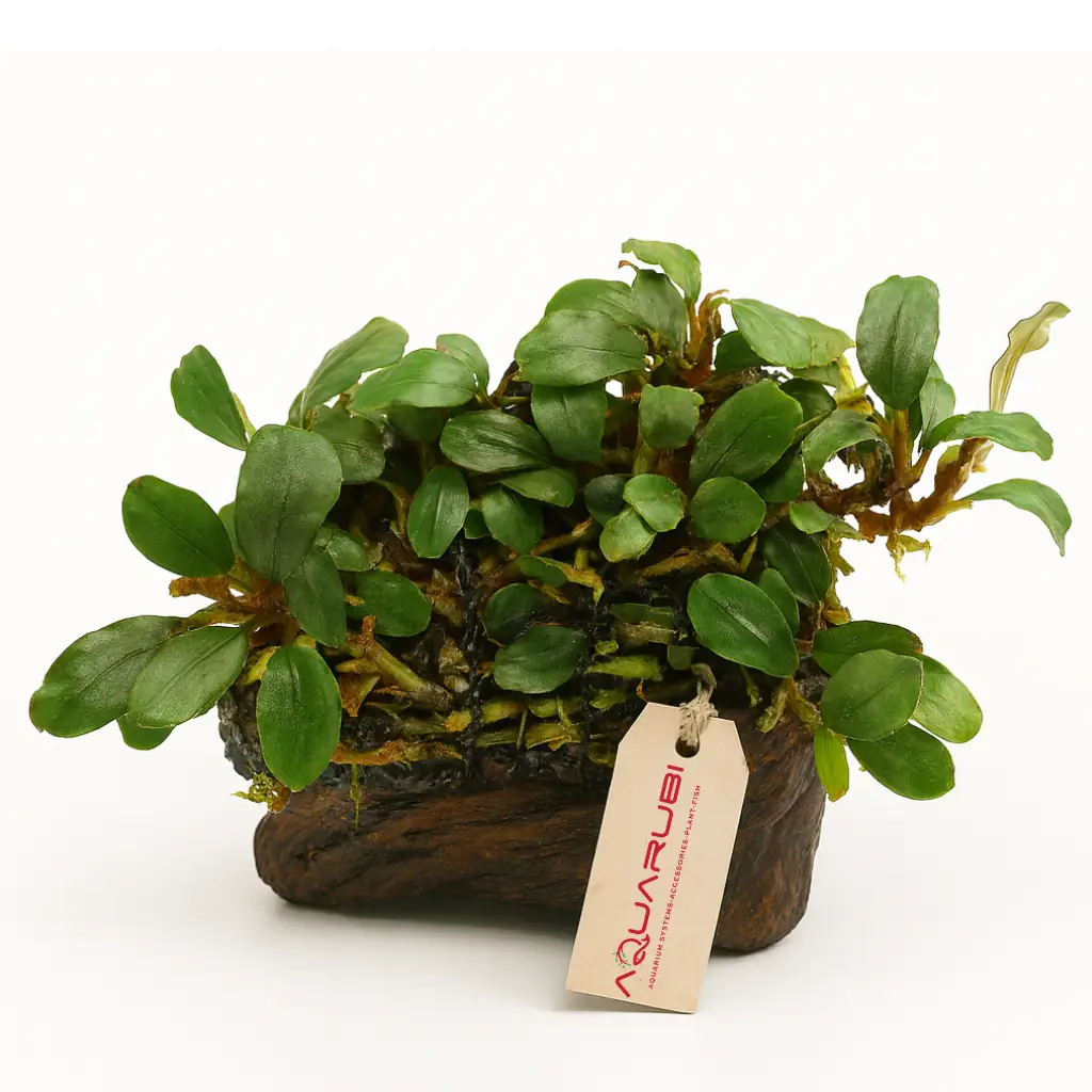 Bucephalandra セット販売1 Bucephalandra on Wood 15-20cm
