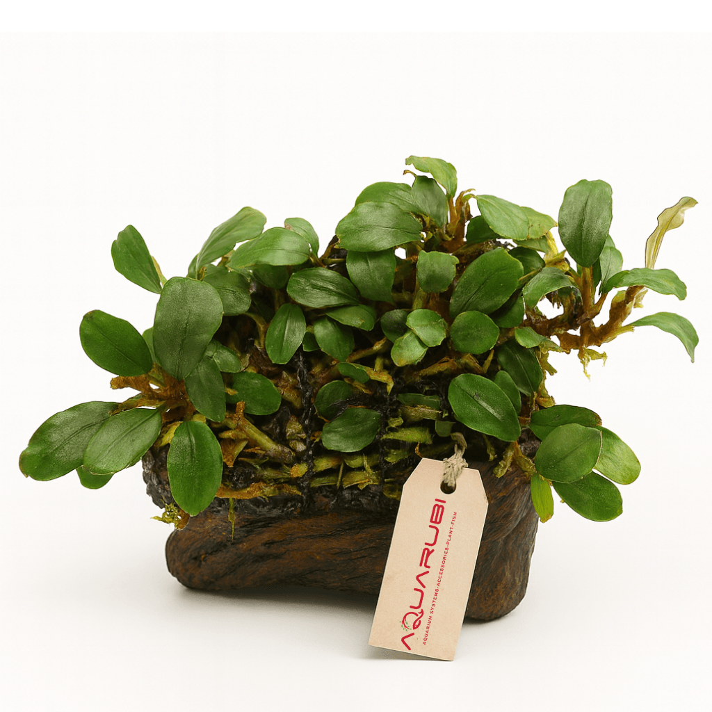 Bucephalandra on wood 15-20cm