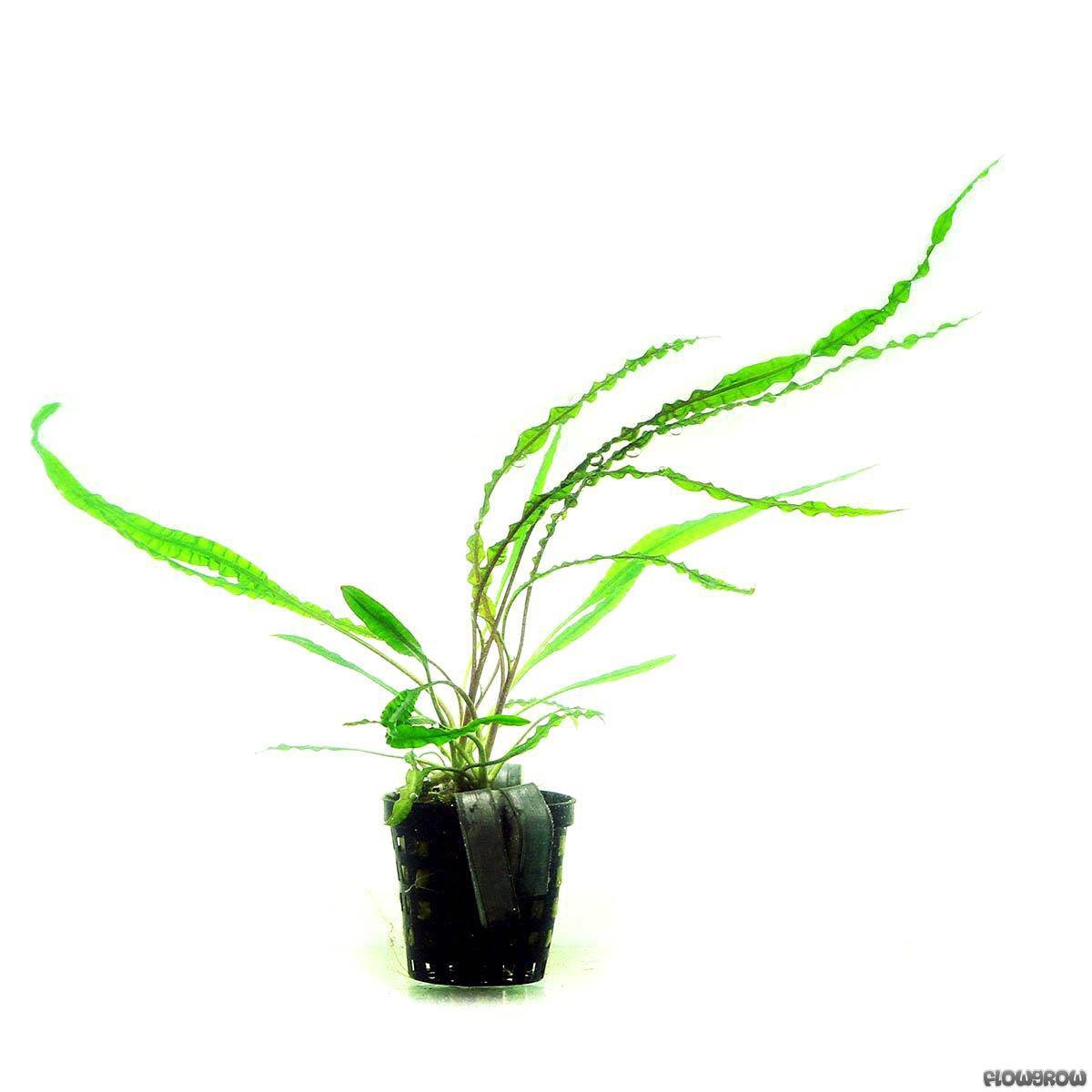 Cryptocoryne Crispatula var. Balansae
